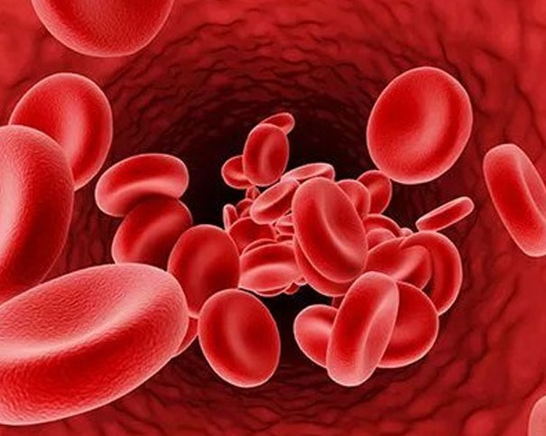 探索红细胞的奥秘:维系生命源泉的微小守护者之谜