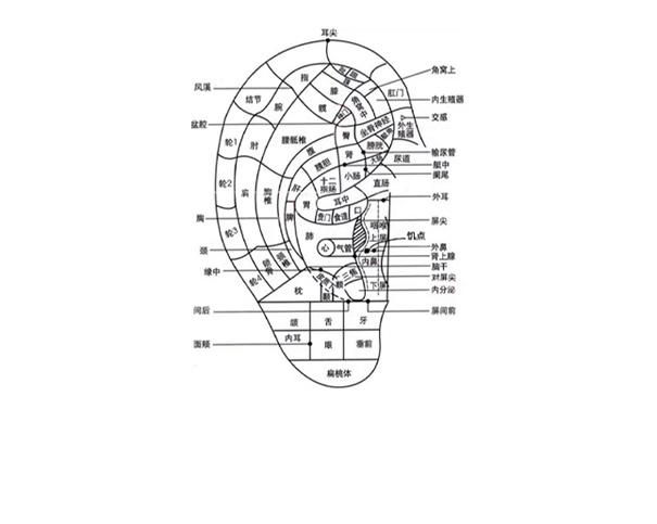 耳穴：全息缩影，调脏腑气血