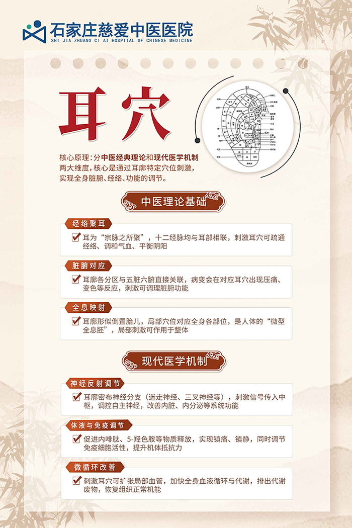 耳穴.jpg